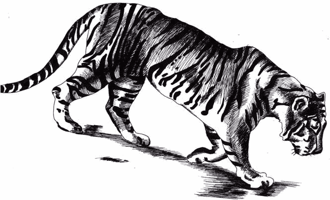 Dibujo de un tigre caminando