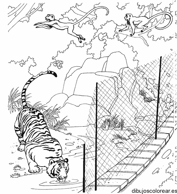 Dibujo de un tigre bebiendo agua