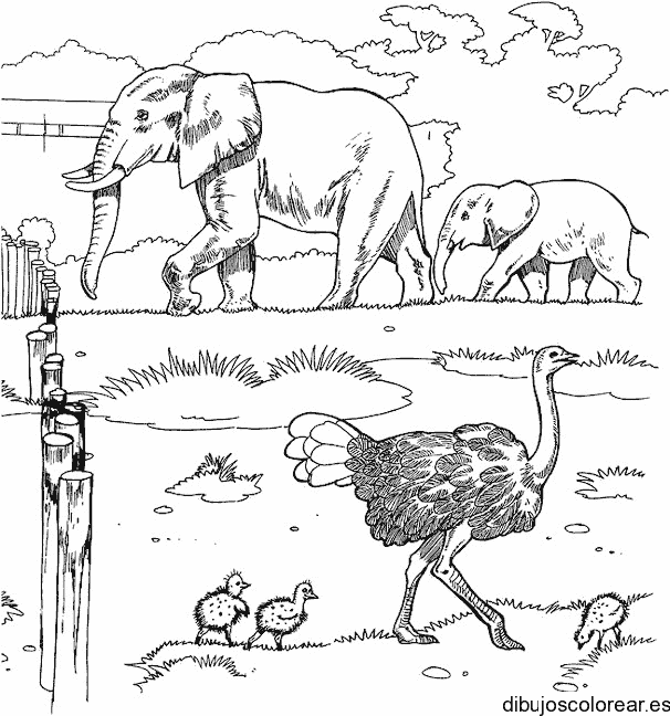 Dibujo de una reserva animal